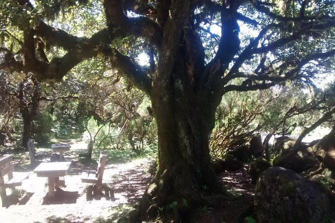 Fanal -Enchanted Forest - What’s included, and why it’s more than just a checkbox