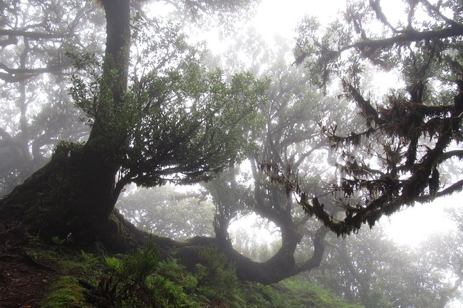 Fanal -Enchanted Forest - How the guide shapes the experience, from Gonçalo to Gustavo
