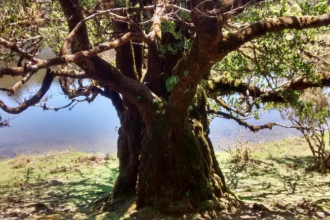 Fanal -Enchanted Forest - What to pack so the forest stays fun, not slippery