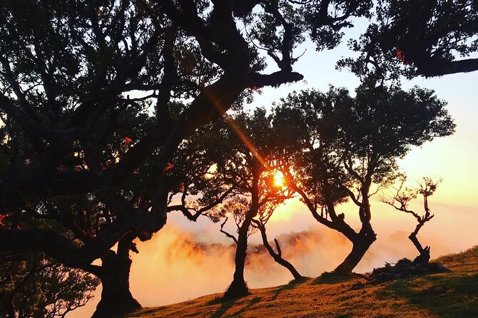 Fanal Forest Private Sunset Hike - Photo Stops, Viewpoints, and Why the Guide’s Choices Matter