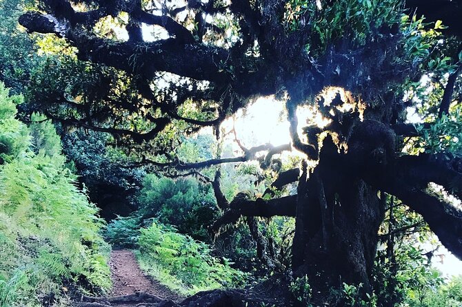 Fanal Forest Private Sunset Hike - If You Want More Than Just the Forest: Optional Extra Stops