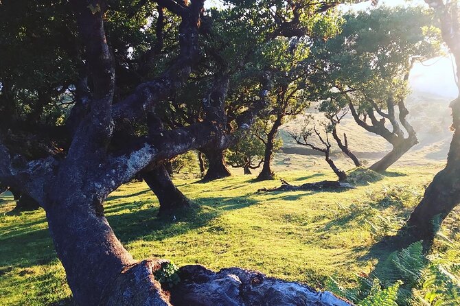 Fanal Forest Private Sunset Hike - Entering Posto Florestal Fanal: The Forest’s Mood Changes Fast