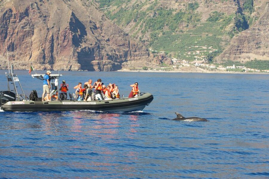 From Calheta: Madeira Whale and Dolphin Watching Boat Tour - Key things that make this tour worth your time