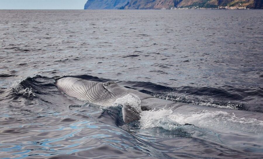 From Calheta: Madeira Whale and Dolphin Watching Boat Tour - From Calheta Marina to Open Water in 2 Hours