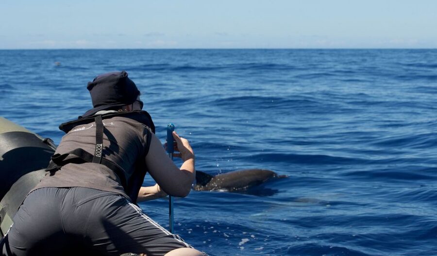 From Calheta: Madeira Whale and Dolphin Watching Boat Tour - What You Can See Off Madeira: Dolphins, Sperm Whales, and More