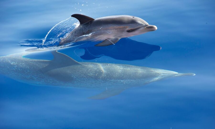 From Calheta: Madeira Whale and Dolphin Watching Boat Tour - Who Should Book This Calheta Speedboat Tour