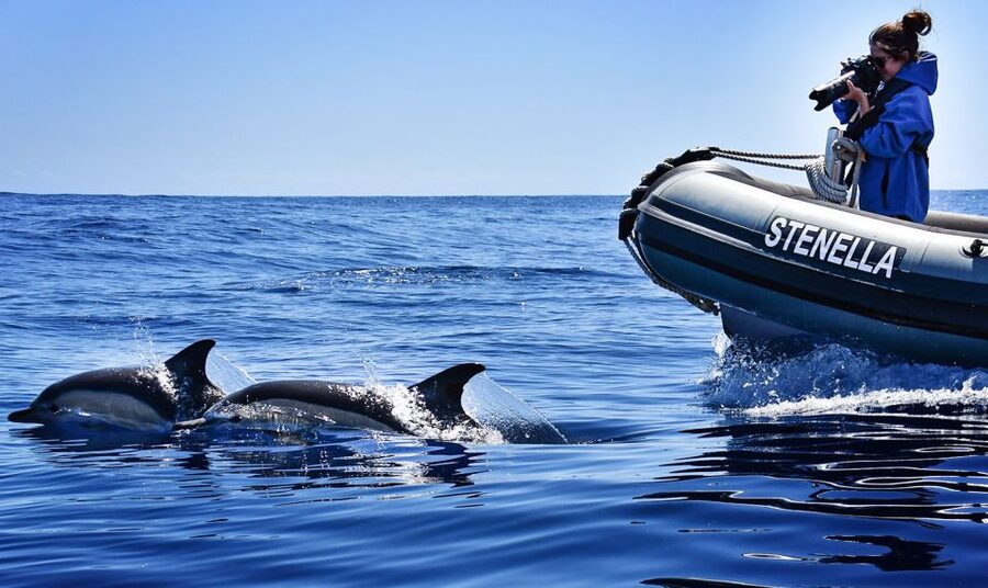 From Calheta: Madeira Whale and Dolphin Watching Boat Tour - Quick tips to help you get the most from your outing