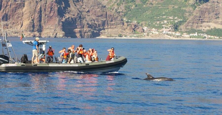 From Calheta: Madeira Whale and Dolphin Watching Boat Tour - Speedboat Whale Watching, the Crew-First Way