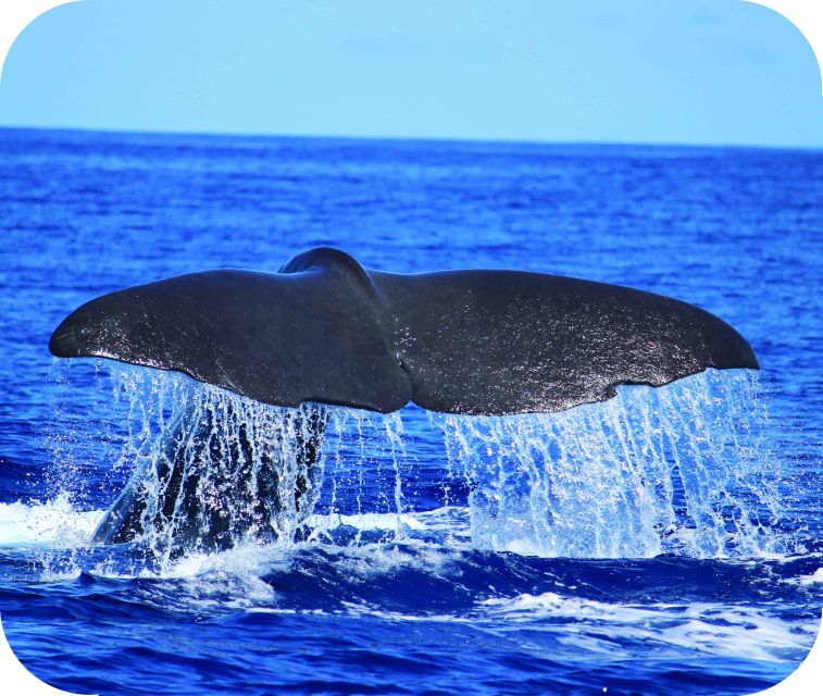 From Calheta: Whale and Dolphin Watching RIB Boat Tour - Calheta RIB whale and dolphin watching: what you’re really paying for
