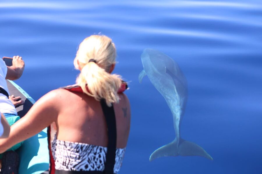 From Calheta: Whale and Dolphin Watching RIB Boat Tour - Where you start: H2oMadeira at the Calheta Marina, Level 0