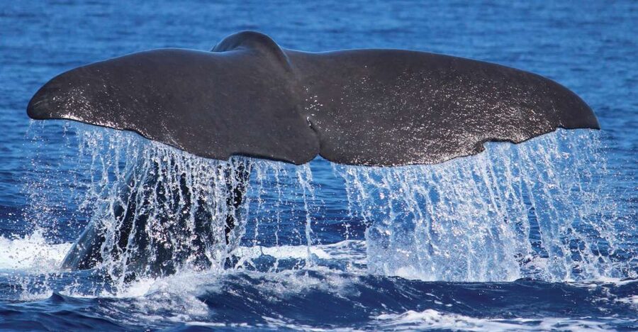 From Calheta: Whale and Dolphin Watching RIB Boat Tour - Wildlife odds: whales, dolphins, and those lucky extras