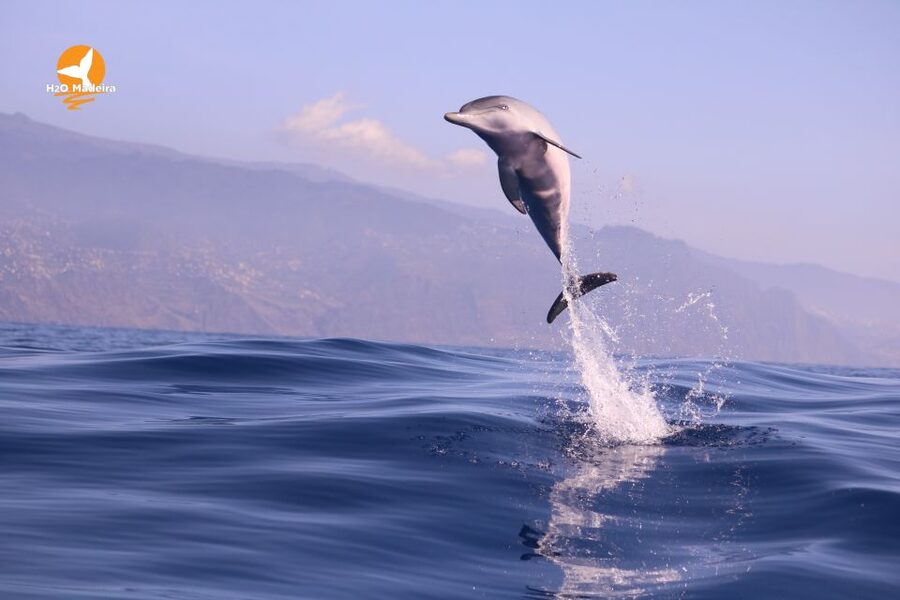 From Calheta: Whale and Dolphin Watching RIB Boat Tour - Sailing speed, comfort, and safety: what the RIB feels like in real life