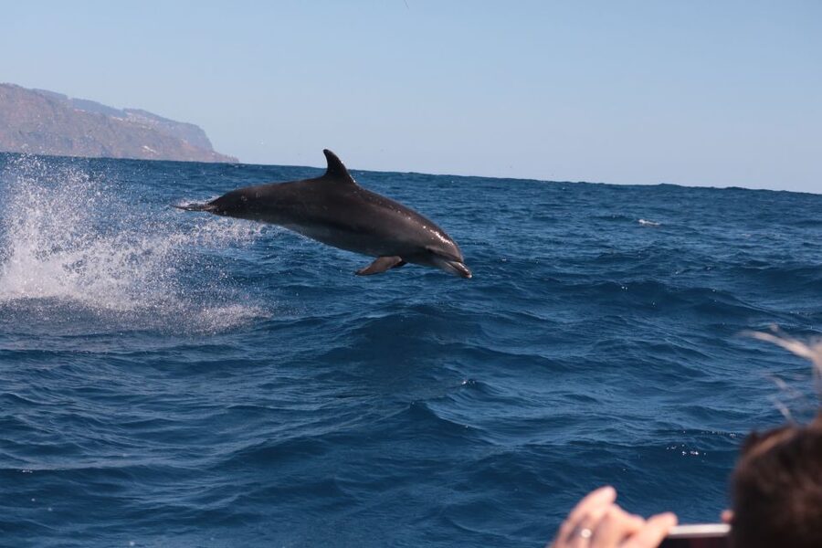 From Calheta: Whale and Dolphin Watching RIB Boat Tour - What the crew actually does for you on the day
