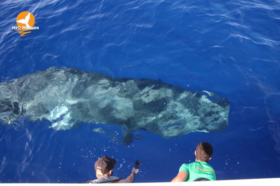 From Calheta: Whale and Dolphin Watching RIB Boat Tour - Packing list that actually matches your trip