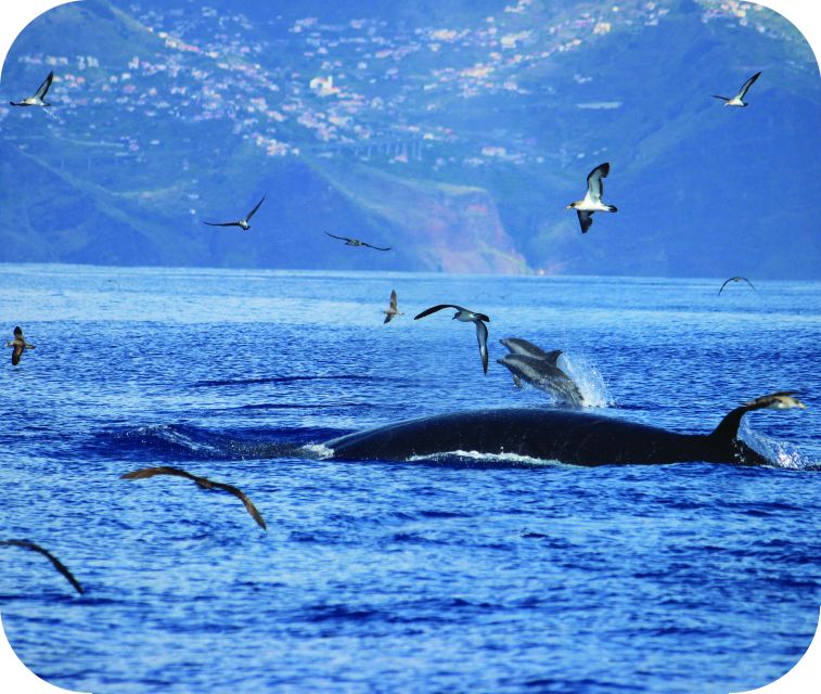 From Calheta: Whale and Dolphin Watching RIB Boat Tour - Price and value: is $70 for 2 hours worth it?