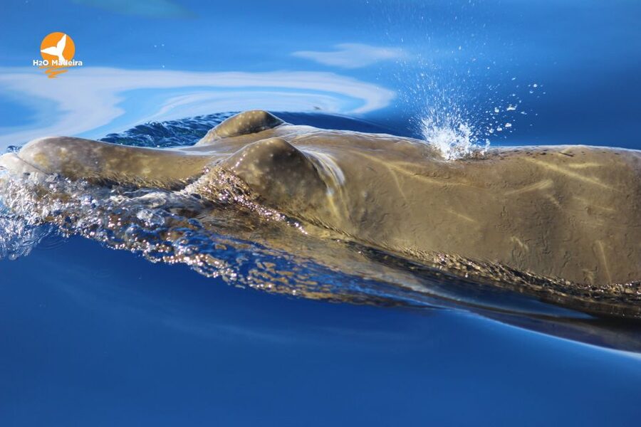 From Calheta: Whale and Dolphin Watching RIB Boat Tour - Who should book, and who should skip this one