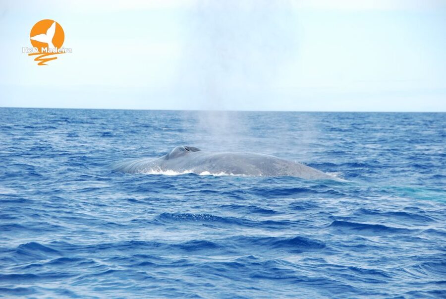 From Calheta: Whale and Dolphin Watching RIB Boat Tour - The rhythm of the 2-hour outing: how the cruise typically unfolds