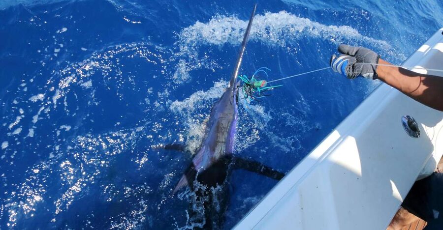 From Funchal : Big Game Fishing boat trip - Key Takeaways Before You Go