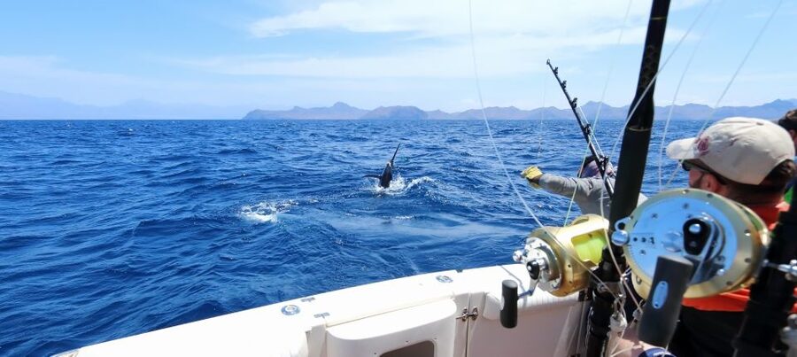 From Funchal : Big Game Fishing boat trip - From Meeting Point to Open Water: Why the Logistics Matter