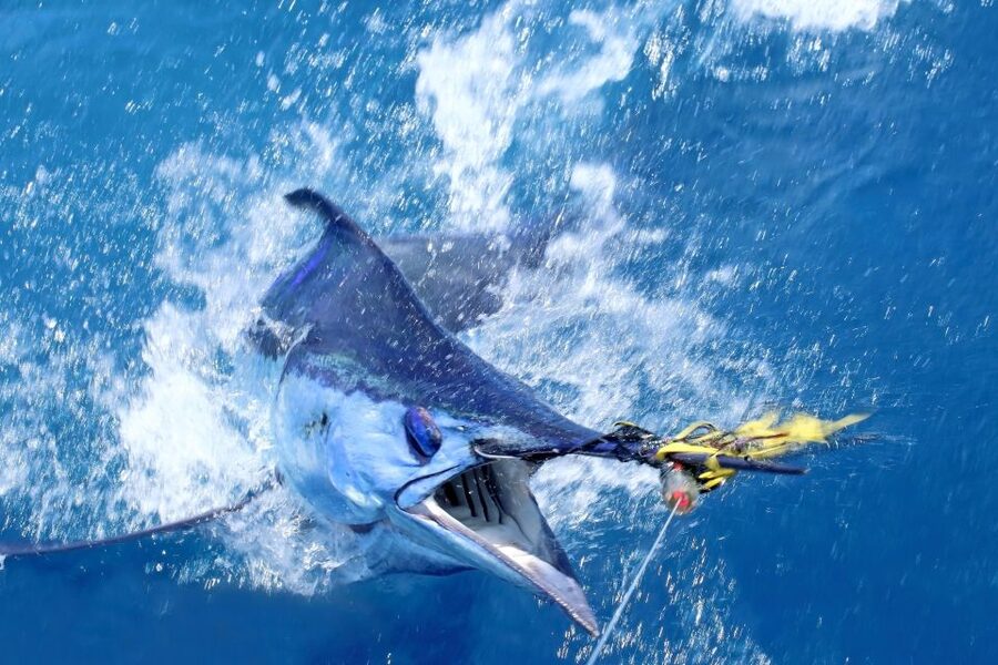 From Funchal : Big Game Fishing boat trip - The Boat and Gear: 33-Foot Lochin Setup That Changes Your Chances