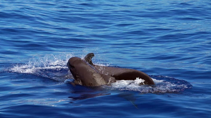 From Funchal: Ecological Catamaran Dolphin Whale Watching - Where to Sit on the Catamaran for the Best Viewing
