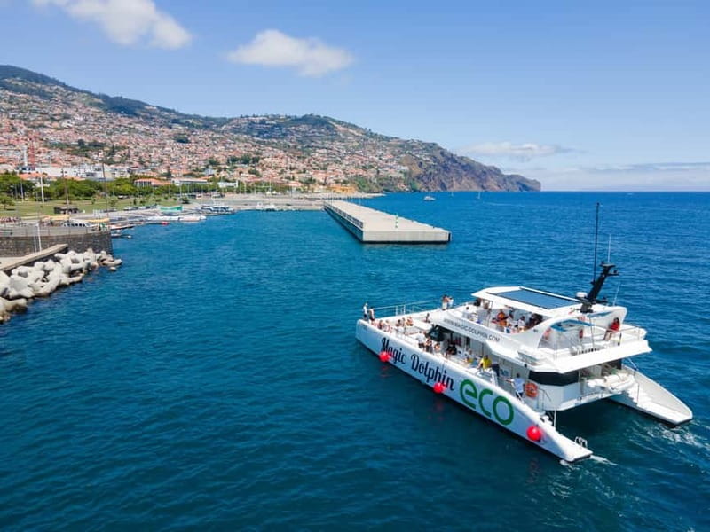 From Funchal: Ecological Catamaran Dolphin Whale Watching - Cabo Girão Swim Stop and the Scenic Return Along Madeira’s South Coast