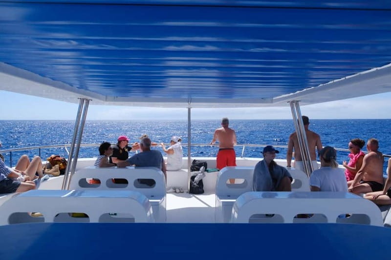 From Funchal: Ecological Catamaran Dolphin Whale Watching - What You Might See, and How to Keep Expectations Real