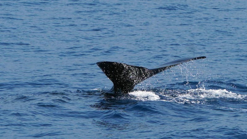 From Funchal: Ecological Catamaran Dolphin Whale Watching - Comfort, Safety, and the Small Rules That Keep It Smooth