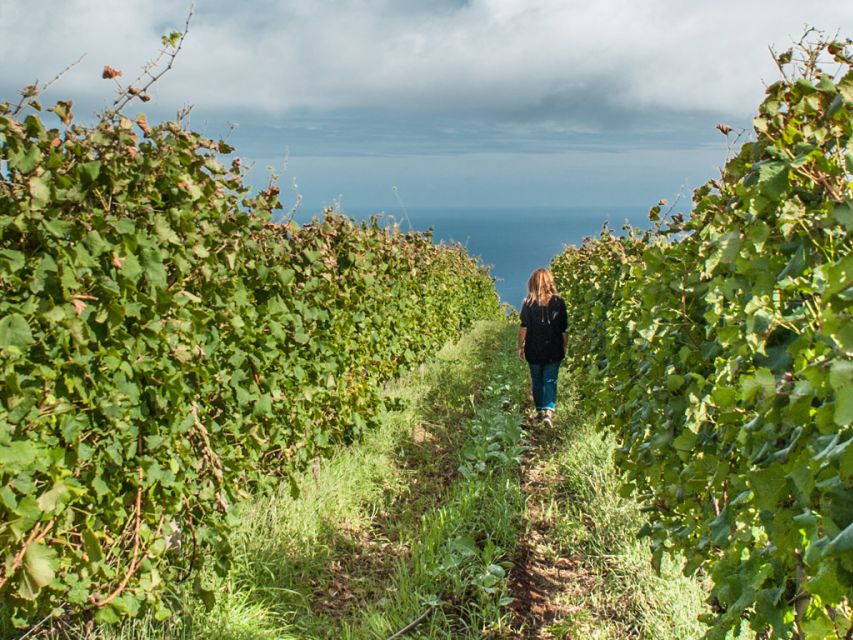 From Funchal: Full-Day Madeira Wine Tour with Lunch - Why this Madeira wine day works so well from Funchal