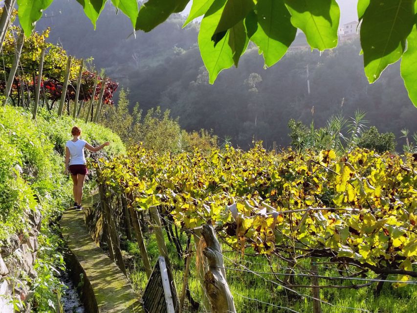 From Funchal: Full-Day Madeira Wine Tour with Lunch - The North Coast drive through Laurissilva World Heritage forest