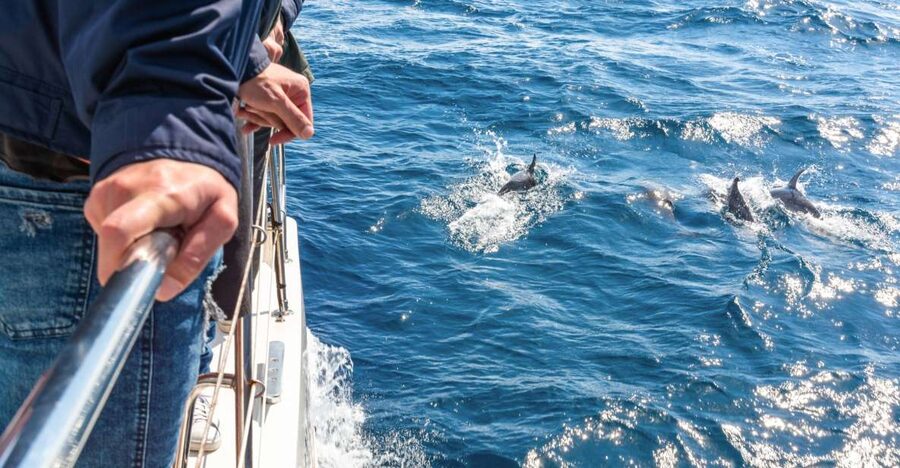From Funchal: Madeira Dolphin and Whale Watching Tour - Setting out from Funchal Marina, what the start feels like