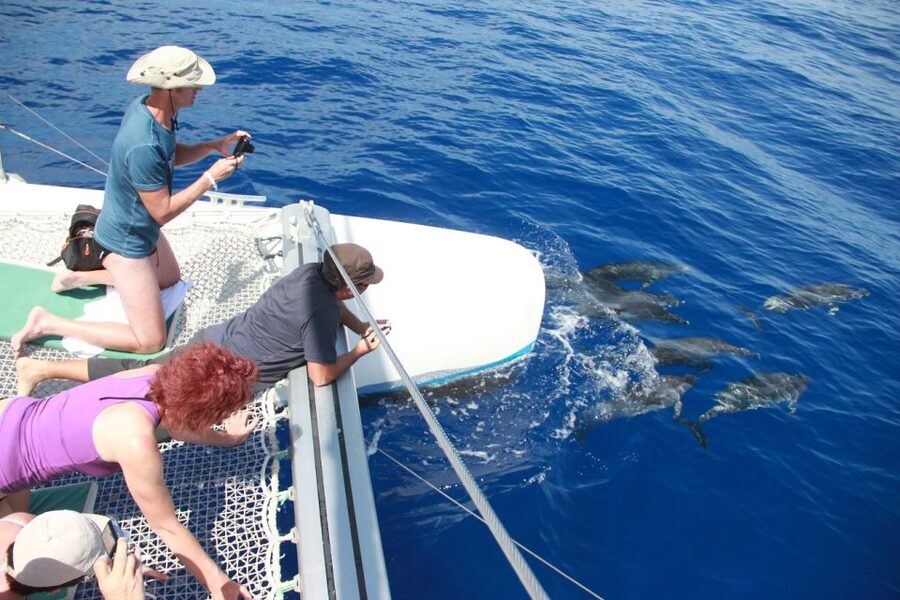 From Funchal: Madeira Dolphin and Whale Watching Tour - Catamaran comfort, seating, and the small details that matter