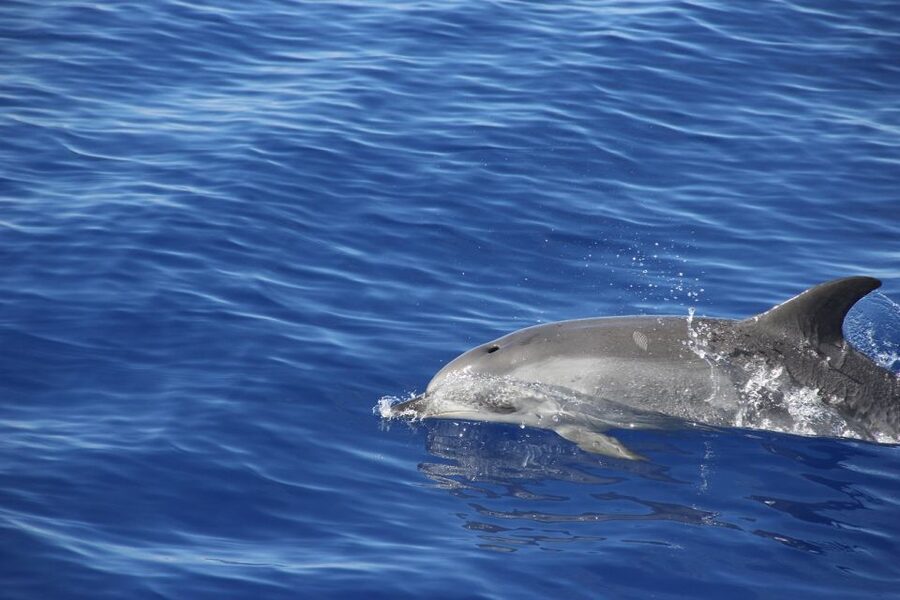 From Funchal: Madeira Dolphin and Whale Watching Tour - Who this tour fits best, and who might prefer another option