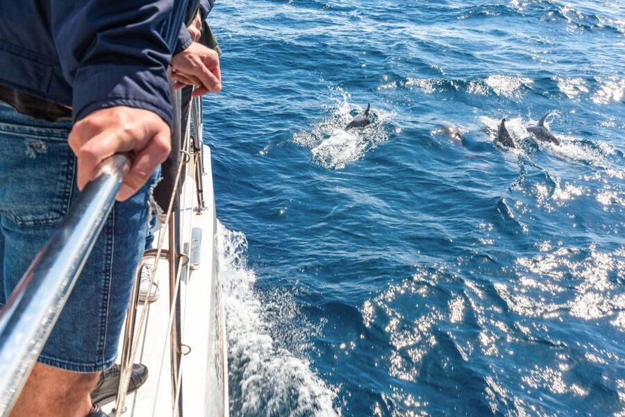 From Funchal: Madeira Dolphin and Whale Watching Tour - How the wildlife spotting actually works on the water