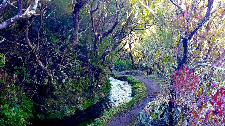 From Funchal: Madeira Lakes Levada Guided Hike - Follow the levada canal, 10 kilometers of forest walking and rock pools