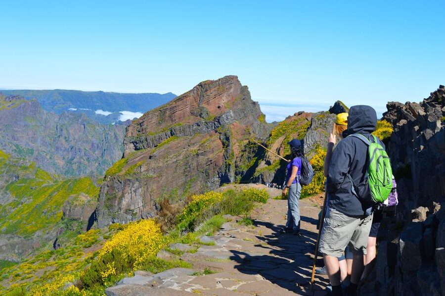 From Funchal: Madeira Peaks Mountain Walk - The “why this matters” part: heather forest and plants up close