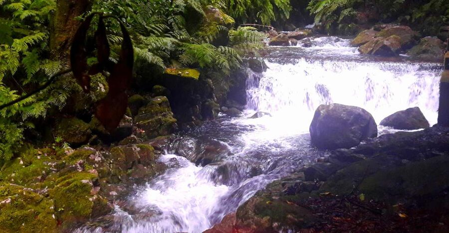 From Funchal: São Jorge Valleys Levada Walk - São Jorge’s Levada Walk: Waterfalls and Rainforest Therapy