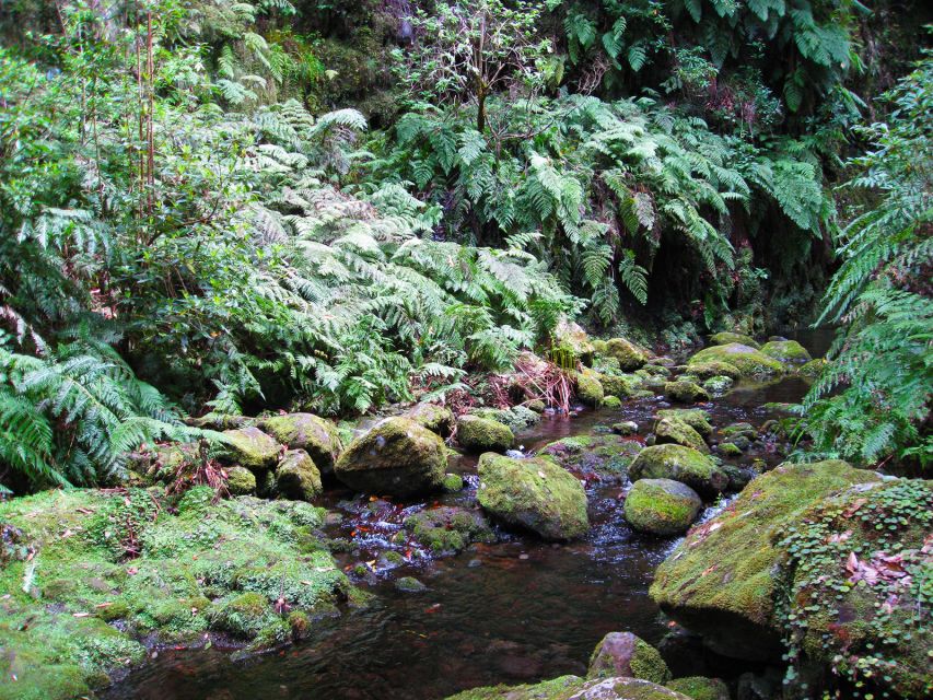 From Funchal: São Jorge Valleys Levada Walk - The Levadas in Action: How the Walking Feels