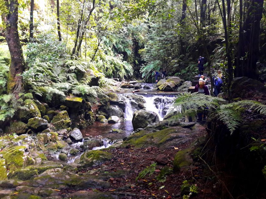 From Funchal: São Jorge Valleys Levada Walk - What to Pack for a Wet, Leafy Madeira Day