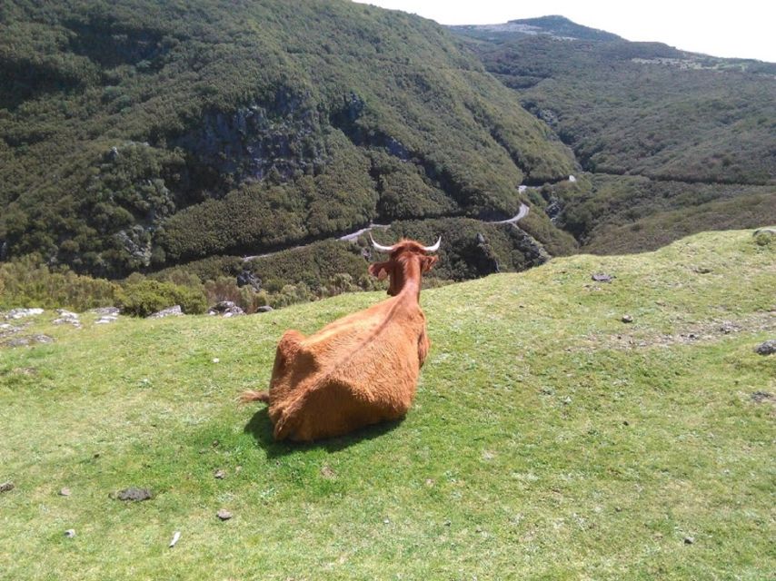 From Funchal: West Madeira and Laurel Forest Day Trip - Cabo Girão Sea-Cliff Views, and the Skywalk Choice