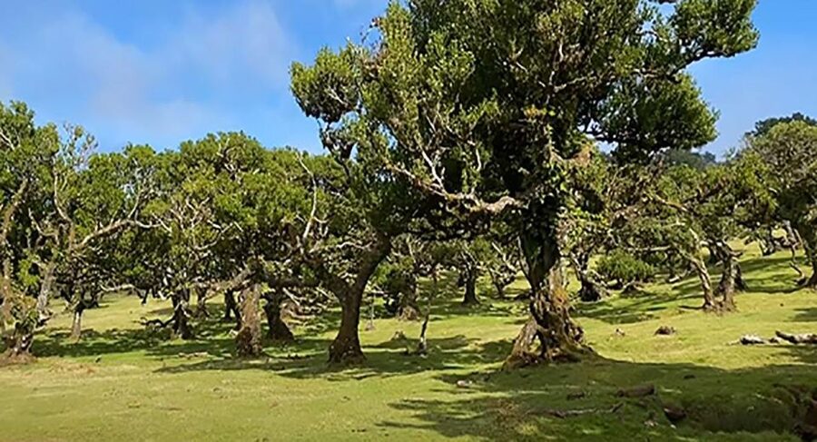 From Funchal: West Madeira Waterfalls and Fanal Forest Tour - Porto Moniz Natural Sea Pools: Lunch, Water, and Fort Views
