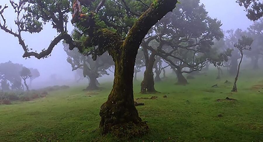 From Funchal: West Madeira Waterfalls and Fanal Forest Tour - Pickup, Vehicle Size, and Timing Reality