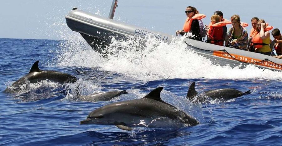 From Funchal: Whale and Dolphin Watching - Key things to know before you go