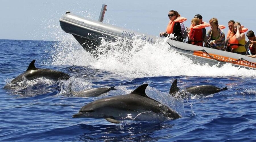 From Funchal: Whale and Dolphin Watching - Why Madeira’s cetaceans feel so close from a speedboat