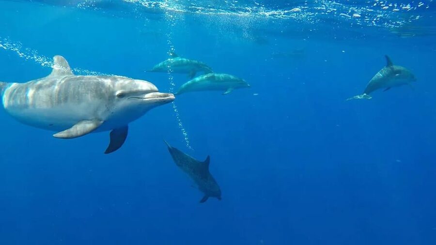 From Funchal: Whale and Dolphin Watching - Marine biologist talks: the difference between seeing and understanding