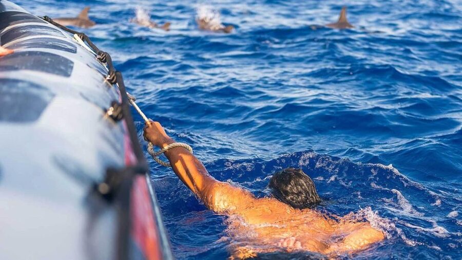 From Funchal: Whale and Dolphin Watching - Swimming with dolphins: when it happens and how to be ready