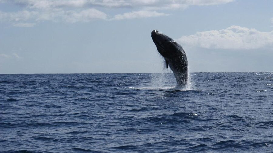 From Funchal: Whale and Dolphin Watching - The sightings: from pilot whales to sperm whales and beyond