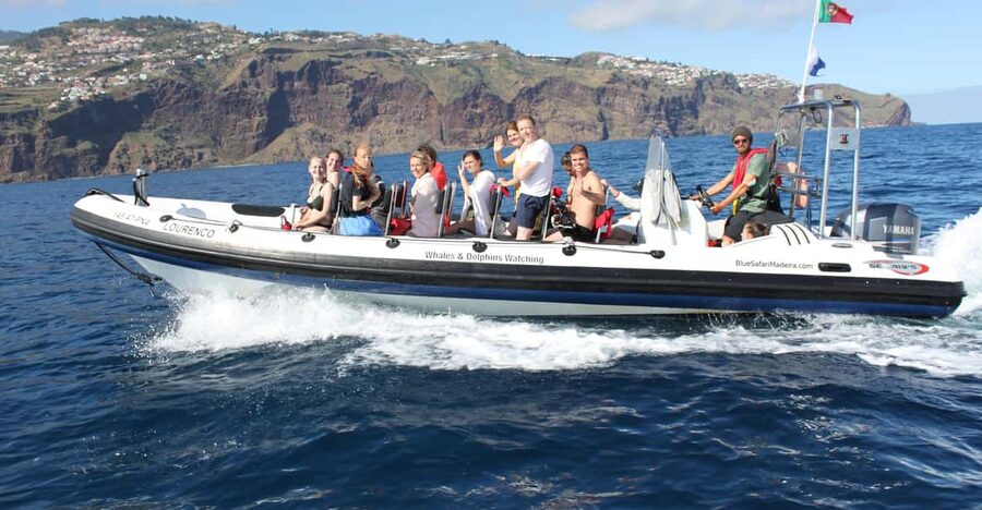 From Funchal: Whales and Dolphin Adventure Tour - Key points to know before you go