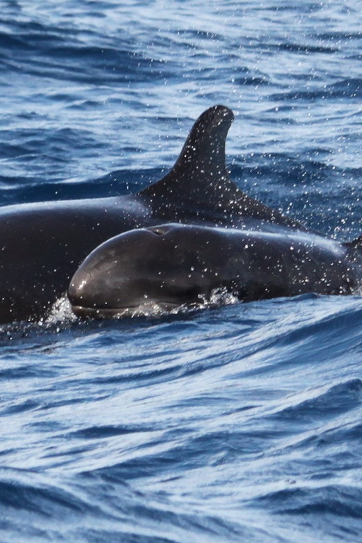 From Funchal: Whales and Dolphin Adventure Tour - The best parts of the cruise: dolphin time, whale time, and surprise extras