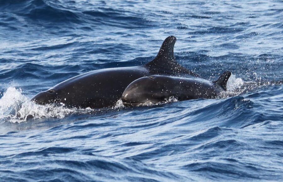 From Funchal: Whales and Dolphin Adventure Tour - Your guides matter more than you think, and here are real names